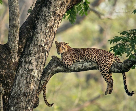 Jawai Leopard Safari